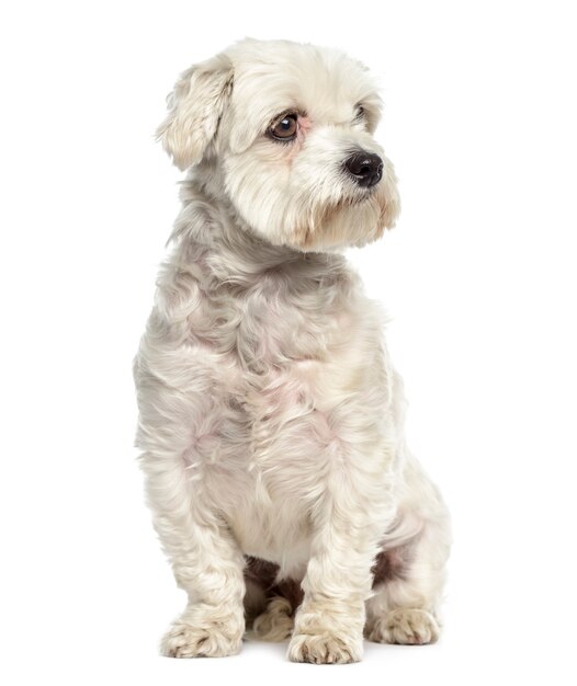 Bichon Maltese hond zitten en wegkijken geïsoleerd op wit
