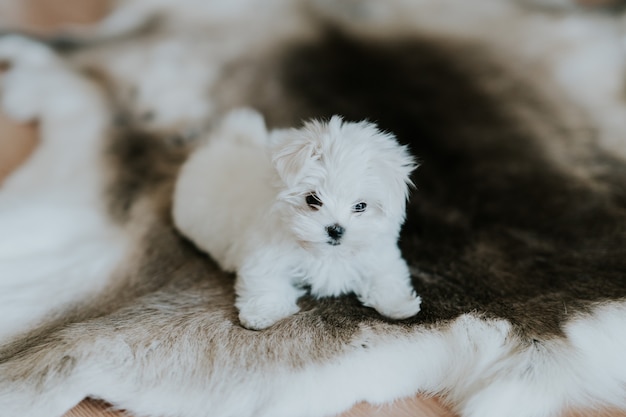 ビションマルタの子犬