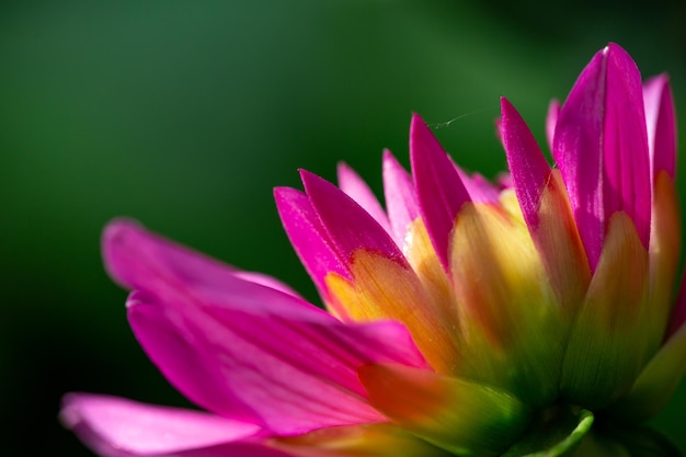 Bicolor dahlia petals closeup on a green background Pink and yellow petals of a garden flower