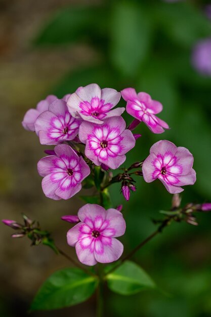 Bicolor phloxen boeket tuin fotografie Roze bloemen achtergrond macrofotografie