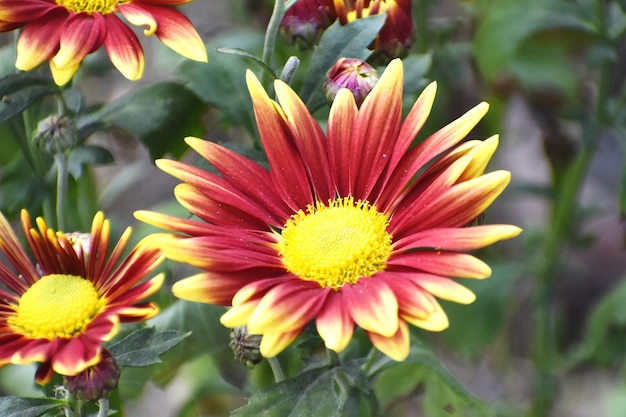 Bicolor red and yellow flower bud two coloured Chrysanthemum flower in garden close up