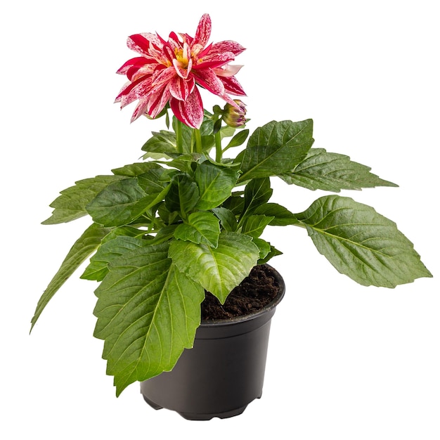 Bicolor white red dahlia i