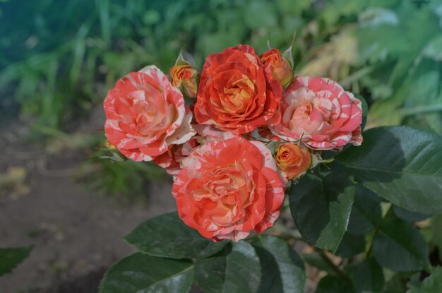 Bicolor yellow red roses with stripes Multi colored pink yellow red roses with white stripes