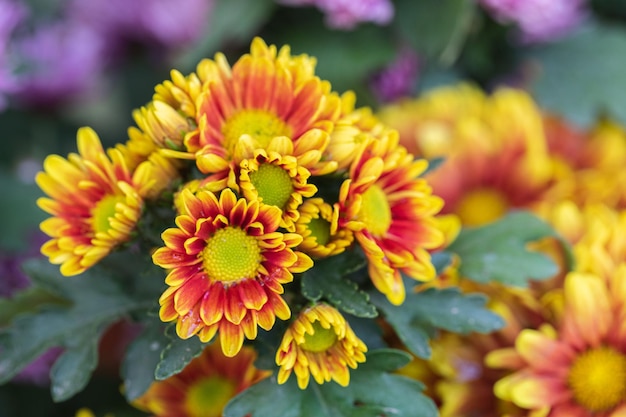 Bicolor yelloworange chrysanthemums mums or chrysanths in flower garden