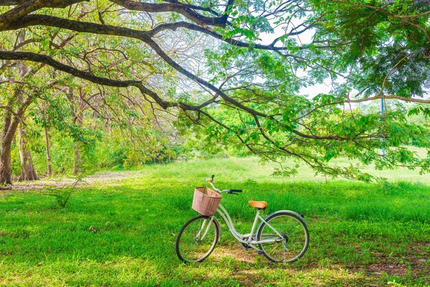 Foto bicicletta in foresta