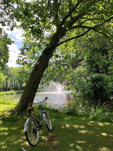 Foto bicicletta in foresta