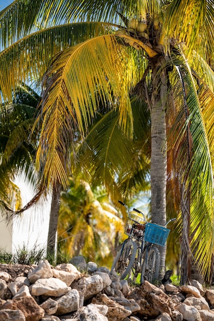 Foto bicicletta appoggiata a una grande palma con noci di cocco in un paese tropicale