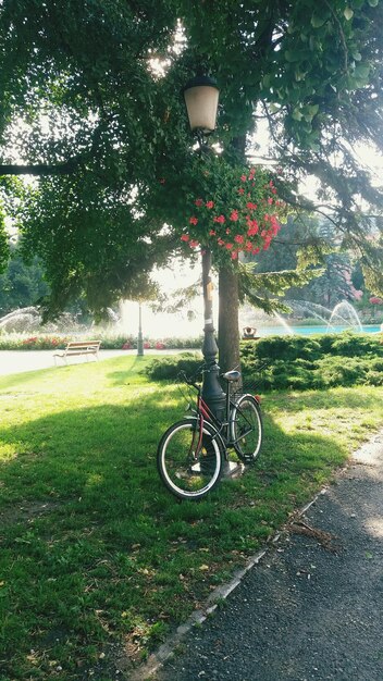 Bicycle in park