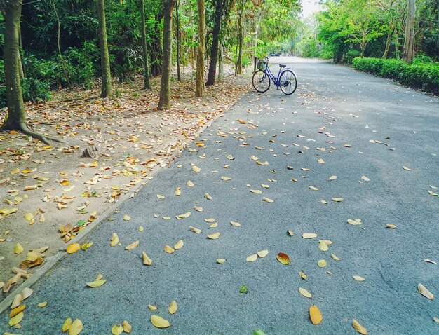 Bicycle Parked on Asphalt Road in the Park