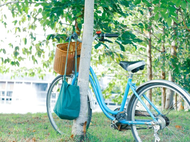 写真 公園の木のそばに駐車した自転車
