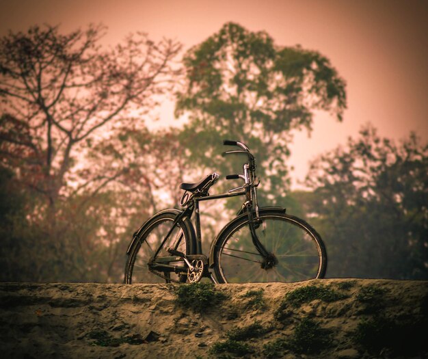 Bicycle parked on land against trees in forest