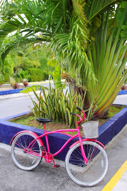 Rosa della bicicletta nei colori vivi del messico tropicale caraibico