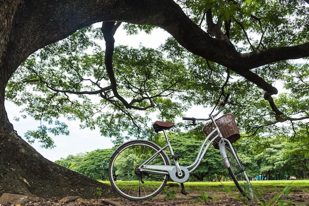 Foto bicicletta sull'albero contro il cielo