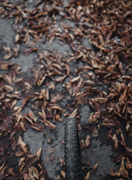 Bicycle wheel on the background of fallen autumn leaves