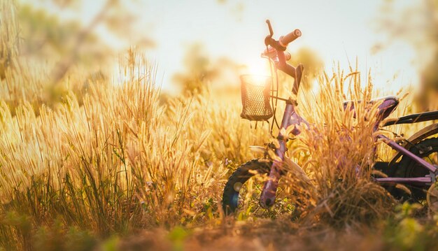 Foto bicicletta con fiori di erba alla luce del sole la sera