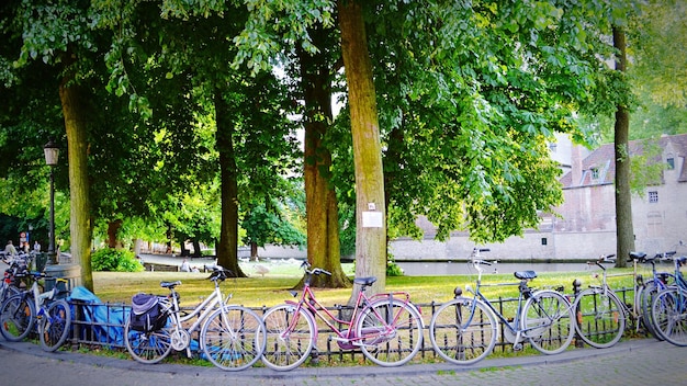 Foto biciclette sugli alberi in città