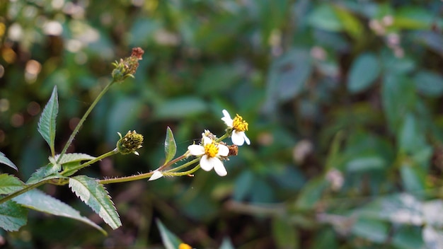 스페인 바늘 거지로 알려진 Bidens pilosa는 블랙 잭을 진드기