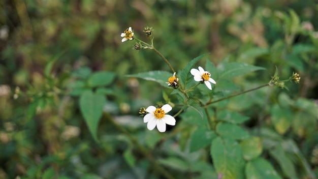 Bidens pilosa ook bekend als Spaanse naalden bedelaar teken zwarte jack