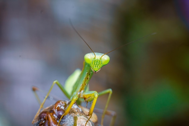 Bidsprinkhaan insect macrofotografie premium foto