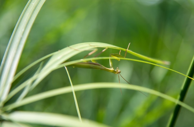 Bidsprinkhaan kruipend op gras