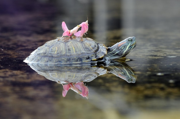 bidsprinkhaan op schildpadkop