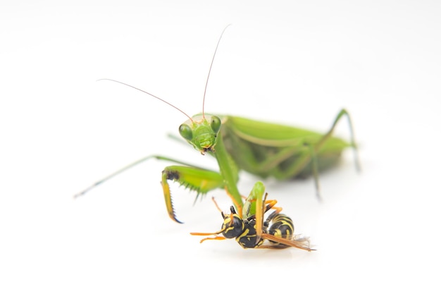 Bidsprinkhaan vecht tegen een wespenclose-up op een witte achtergrond Jagen in de wereld van insecten Prooi voor het eten van insecten