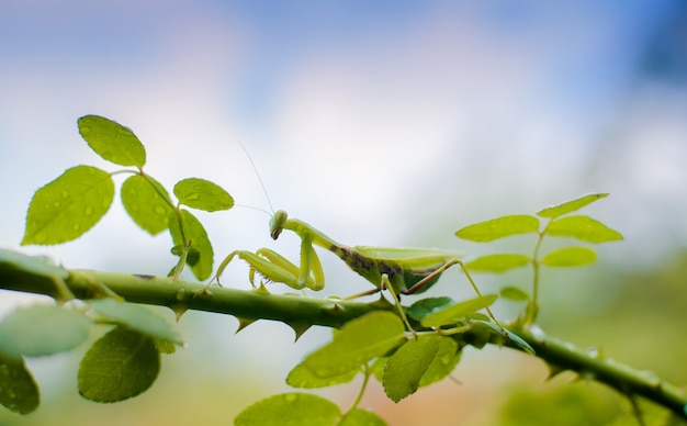 Bidsprinkhanen van familie Sphondromantis die op het groene blad sluimeren