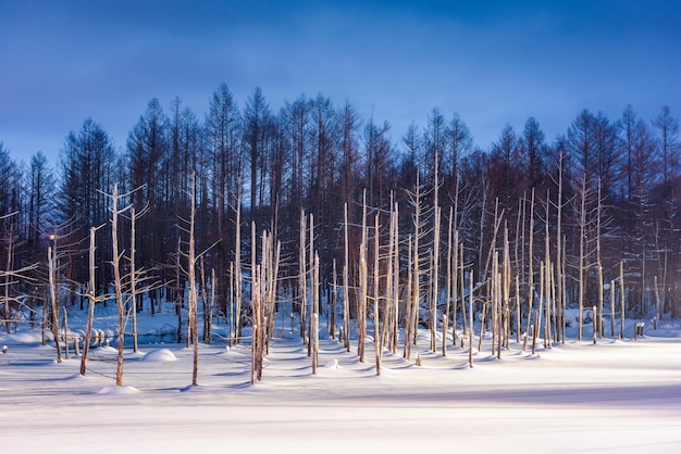 Biei Japan at Aoike Blue Pond in winter