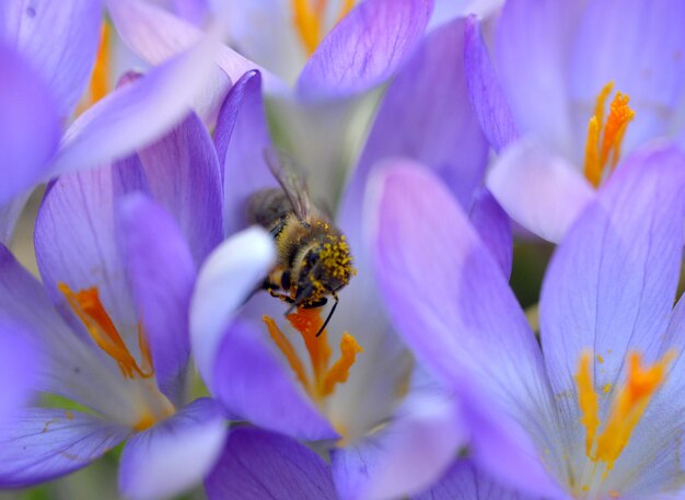 Bienen auf nektarsuche