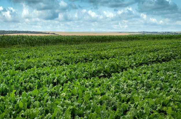 bieten veld verse groene bladeren planten in rijen