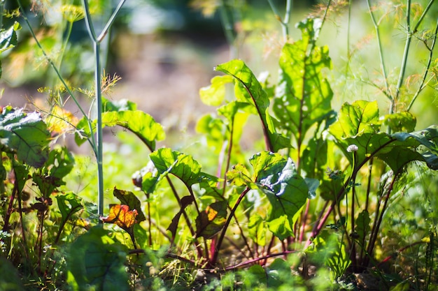 Bietengewassen die in de grond zijn geplant, worden rijp onder de zon Gecultiveerd land close-up met spruit Landbouw plant groeit in bedrij Groen natuurlijk voedselgewas