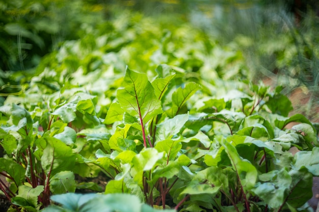 Bietengroenten die in de tuin groeien. Bietenbladeren in zonlicht. Verse en gezonde moestuin.