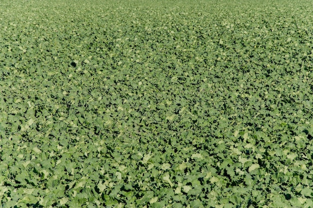 Bietenveld aan het begin van het herfstseizoen Rustieke achtergrond