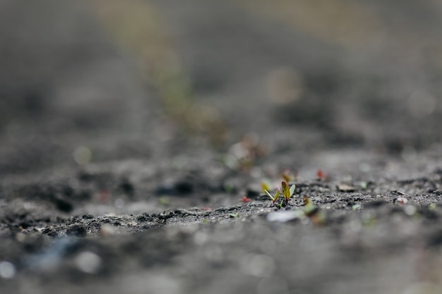 Bietspruit groeit op aarde