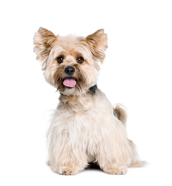 Biewer Terrier, 4 years old. Dog portrait isolated