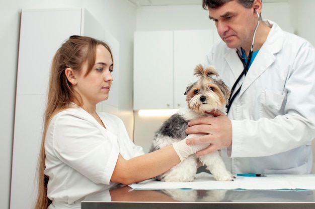 Biewer york dog on examination in veterinary clinic veterinarian doctor and nurse girl check a pet