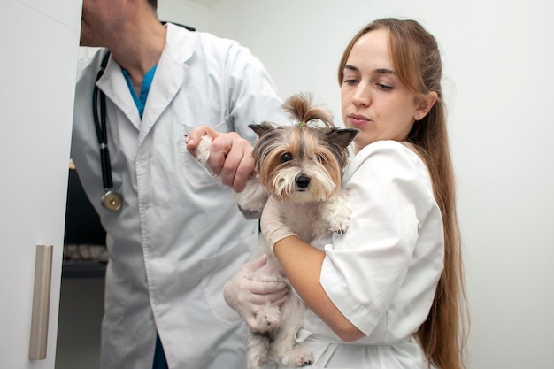 動物病院で検査中のビーワー ヨーク犬獣医の医師と看護師の女の子がペットをチェック