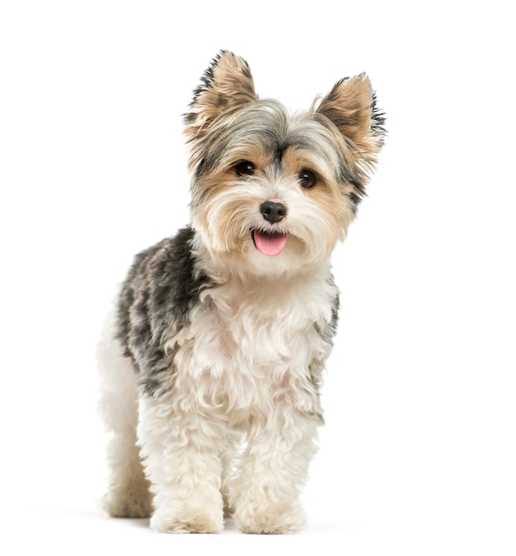 Biewer Yorkshire Terrier, 3 years old, in front of white background