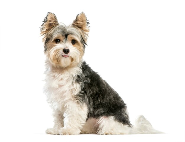 Biewer Yorkshire Terrier, 3 years old, sitting in front of white background