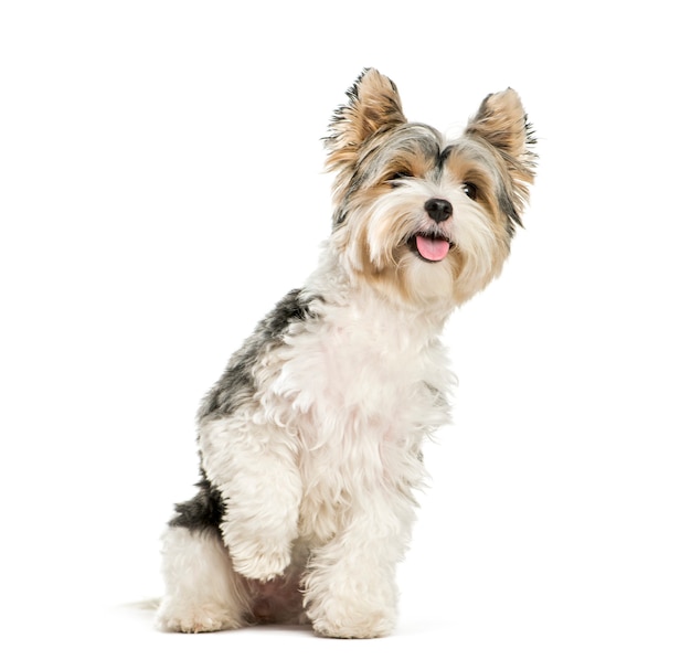 Biewer Yorkshire Terrier, 3 years old, sitting in front of white background