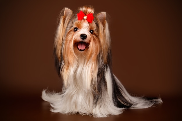 Biewer Yorkshire Terrier on brown background