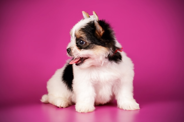 Biewer Yorkshire Terrier on colored background