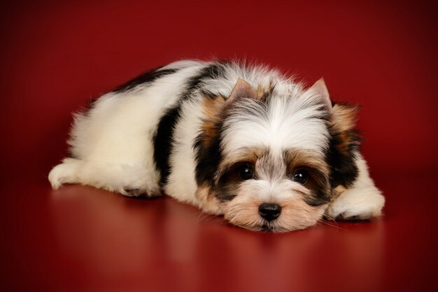 Biewer Yorkshire Terrier on colored background