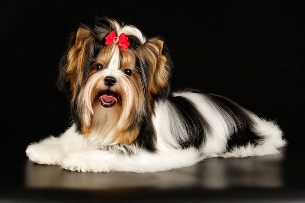 Biewer Yorkshire Terrier on colored background