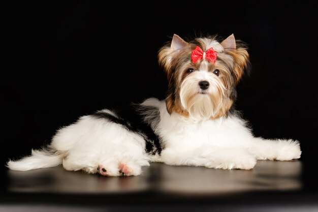 Biewer Yorkshire Terrier on colored background