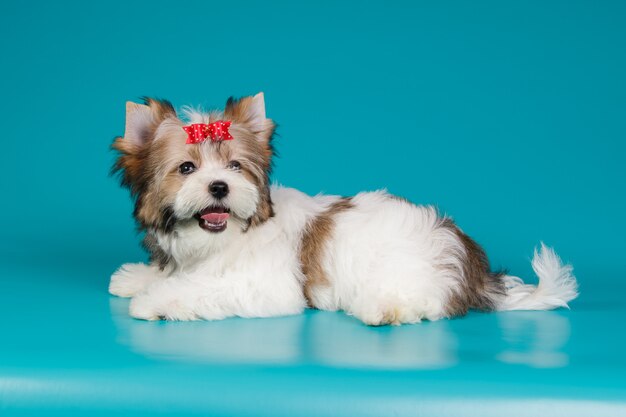 Biewer Yorkshire Terrier on colored background