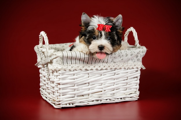 Biewer Yorkshire Terrier on colored background