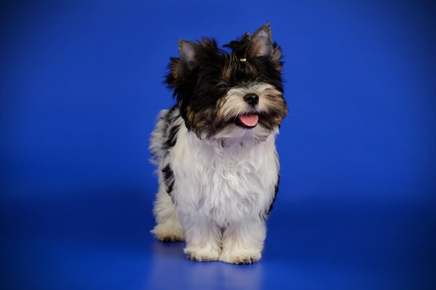 Biewer Yorkshire Terrier on colored background