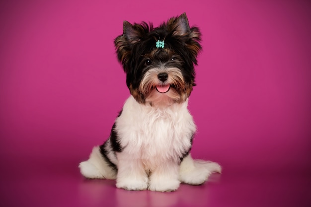 Biewer Yorkshire Terrier on colored background