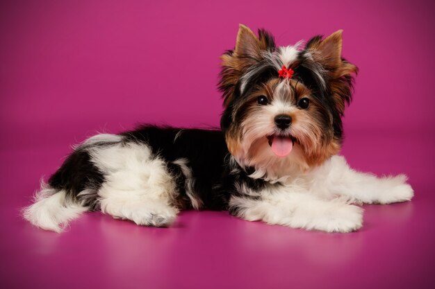 Biewer Yorkshire Terrier on colored background